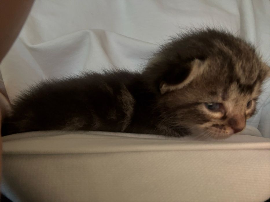 Віддам кошенят хлопці