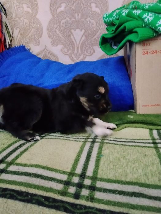 Віддам в добрі руки  дівчинку