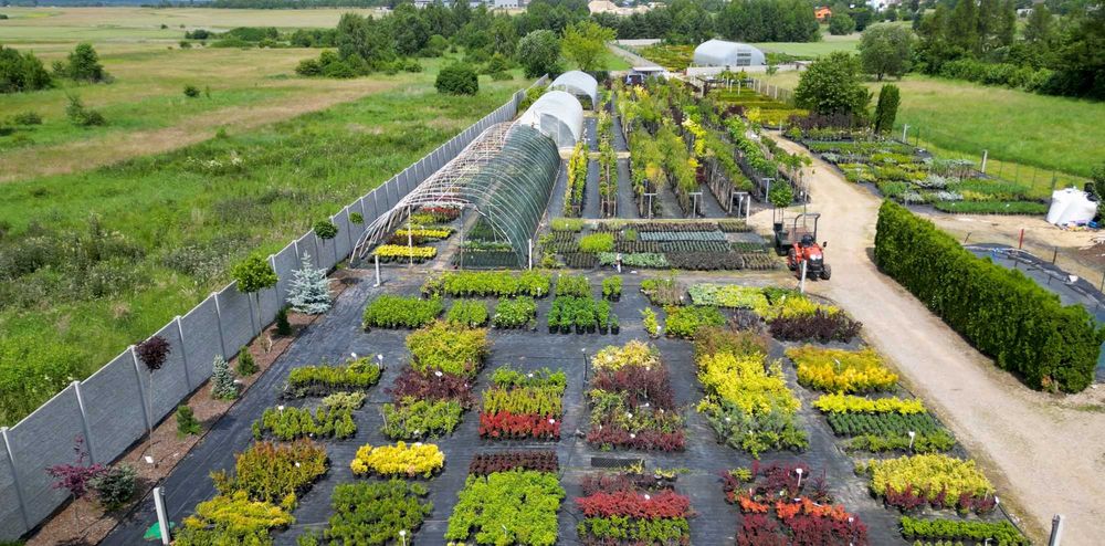 Thuja SMARAGD 70cm TUJA PROMOCJA Brabant  Aureospicata 80cm szmaragd