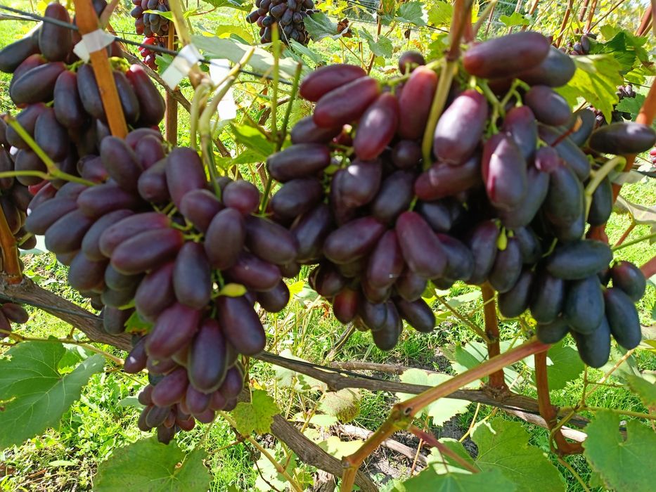 Саженцы винограда аватар. жолтый великан.эльдорадо.алинка.150 сортов.