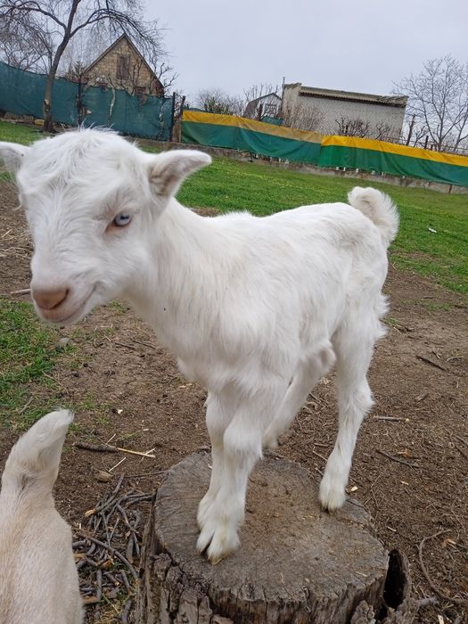 Молочные козочки ламанча