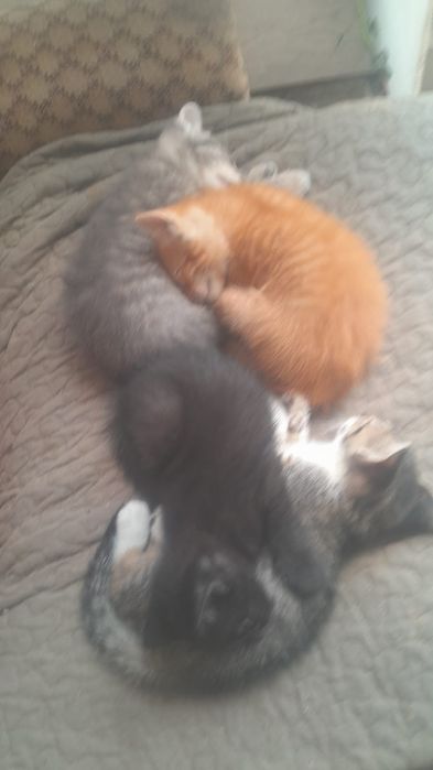 Gatinhos para Doação