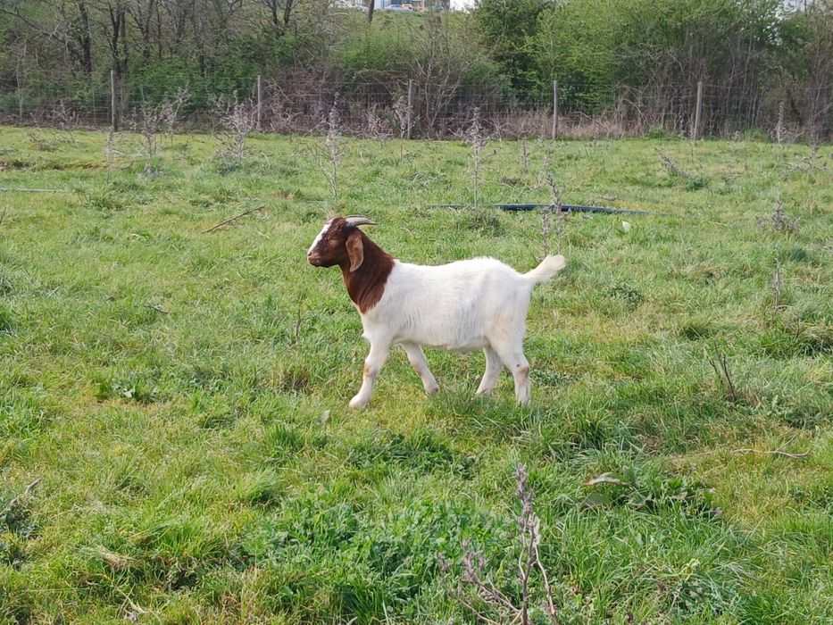 Cabritos  Raça Boer