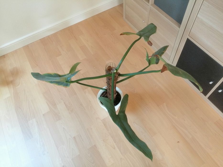 Zestaw roślin doniczkowych filodendron atabaponese squamiferum silver sword