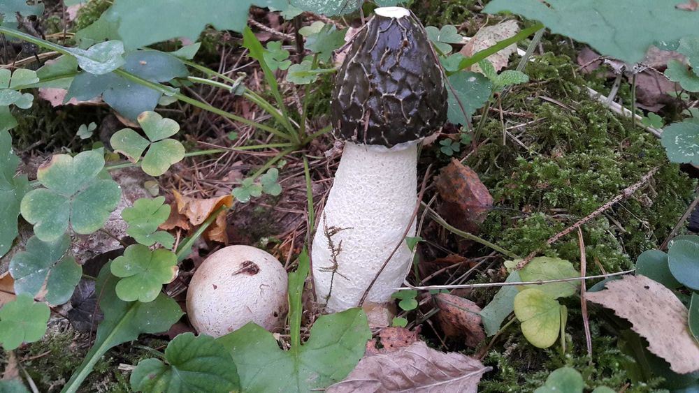 Sromotnik bezwstydny Phallus impudicus L.  smrodliwy jajo
