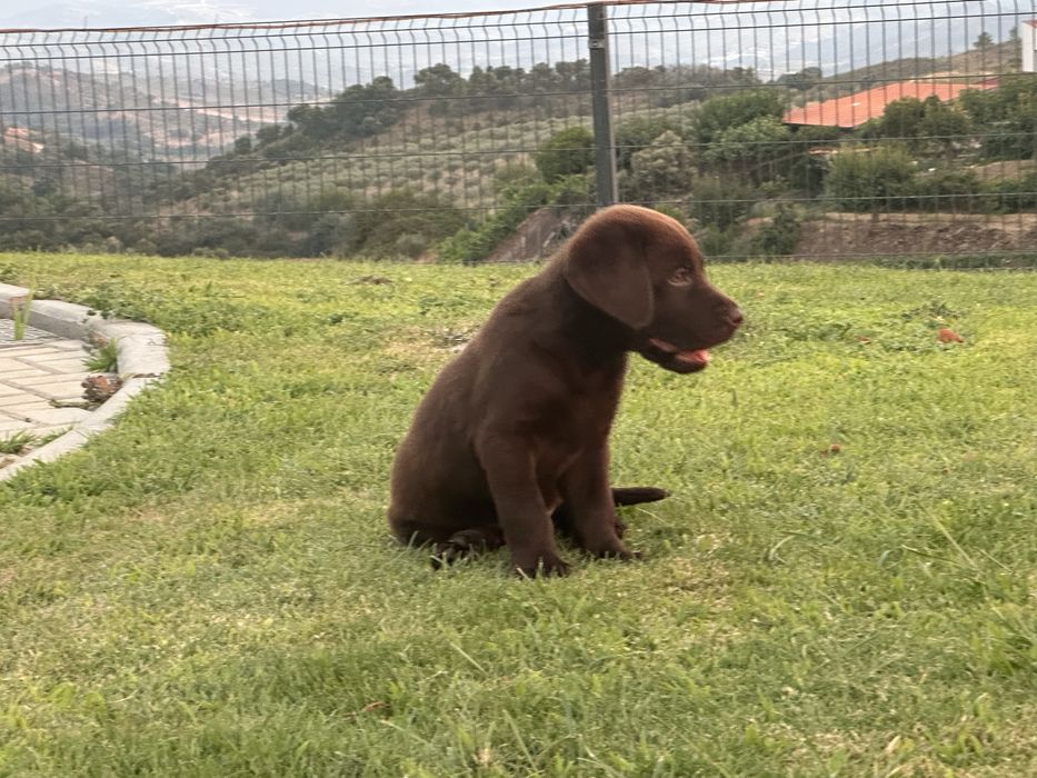 Labrador Retriever LOP e Afixo - MACHO