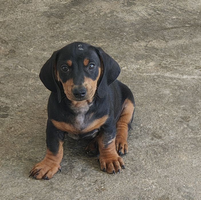 Teckel pêlo liso macho  puro