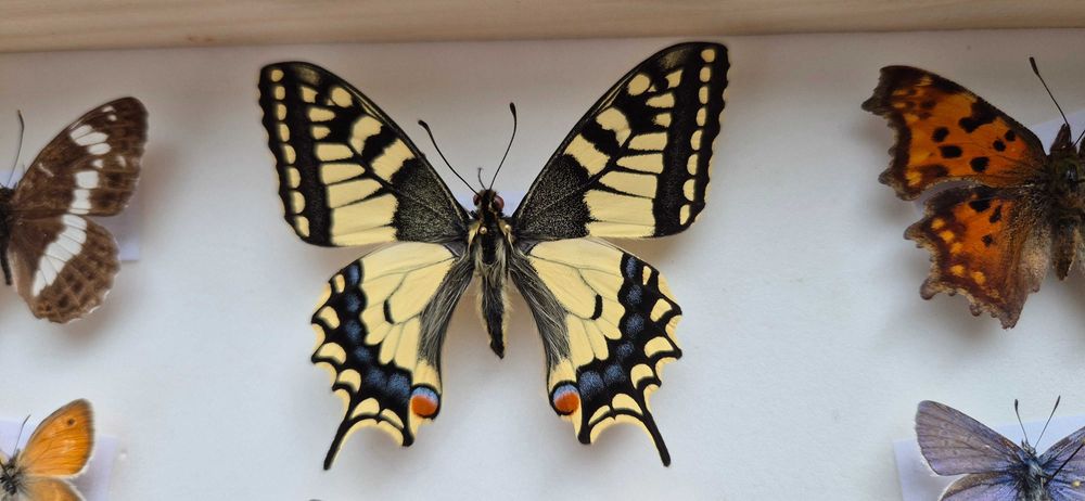 Gablotka motyle ćmy krajowe Papilio machaon i inne na ścianę