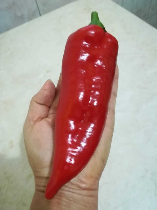 Papryka szpiczasta długa - nasiona