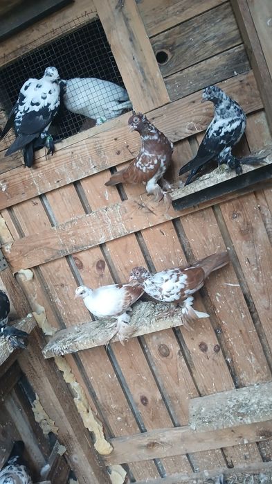 Gołębie ozdobne Wiedyny