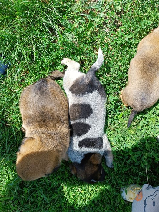 Szczeniaczki mix Jack Russell z kundelkiem