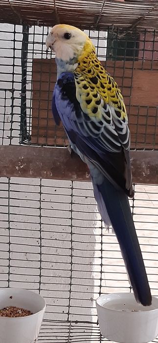 Roselas Adscitus Machos