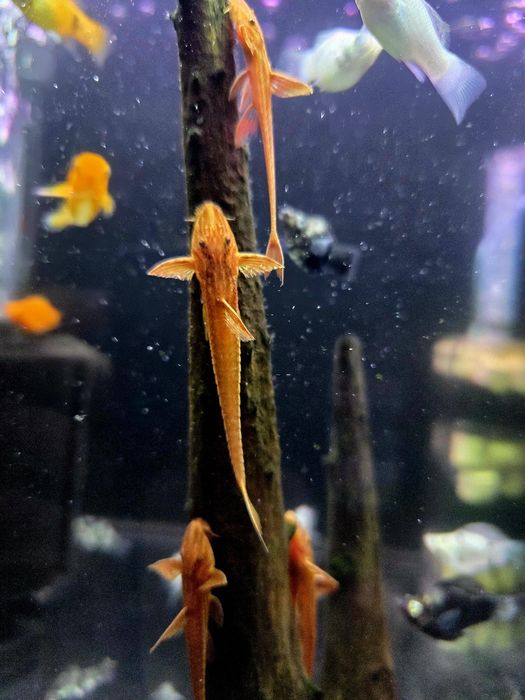 Loricaria red lizard