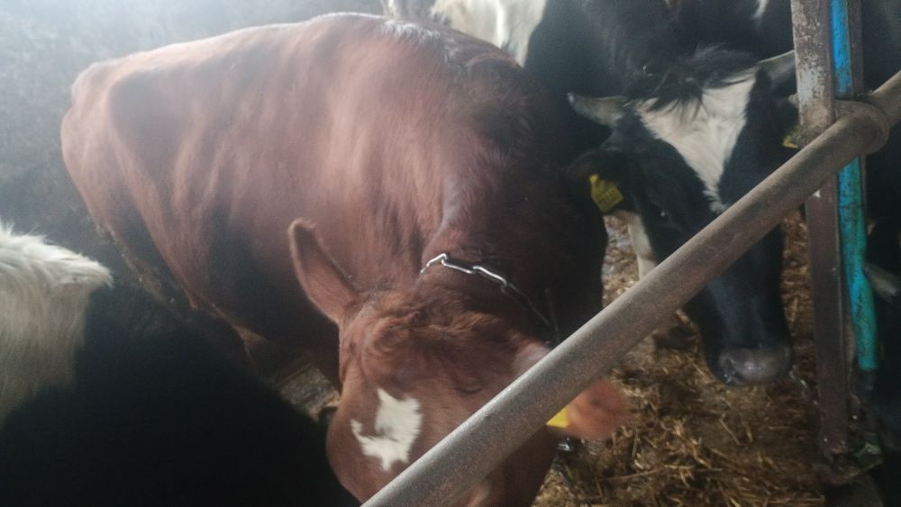 Jałówki wysokocielne.