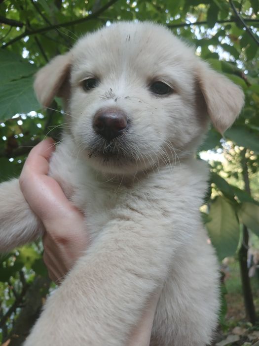 2 дівчинки, 1,5 місяці