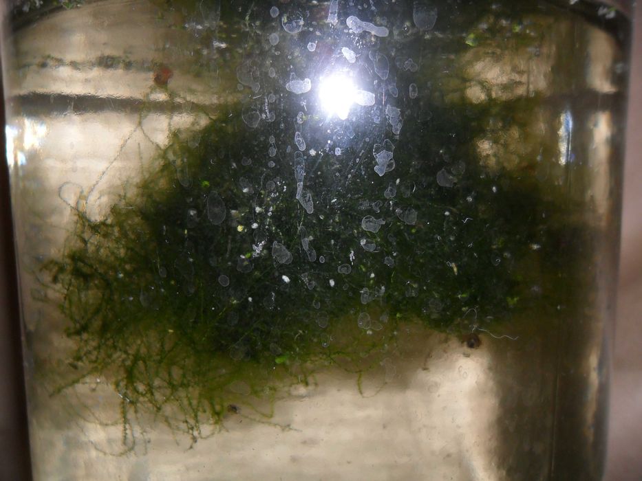 Гуппи,аквариумные растения.