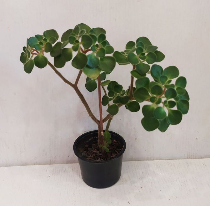 Аіхризон дерево кохання