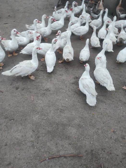 kaczki francuskie piżmowe