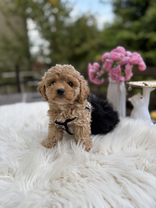 Щенятка мальтипу ф1