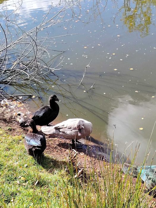 kaczory piżmowe jednolite