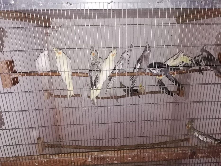 Periquitos e outras aves.