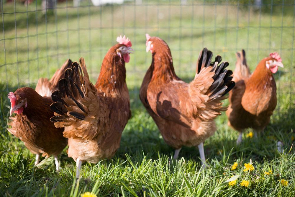 Kury Nioski Kokoszki