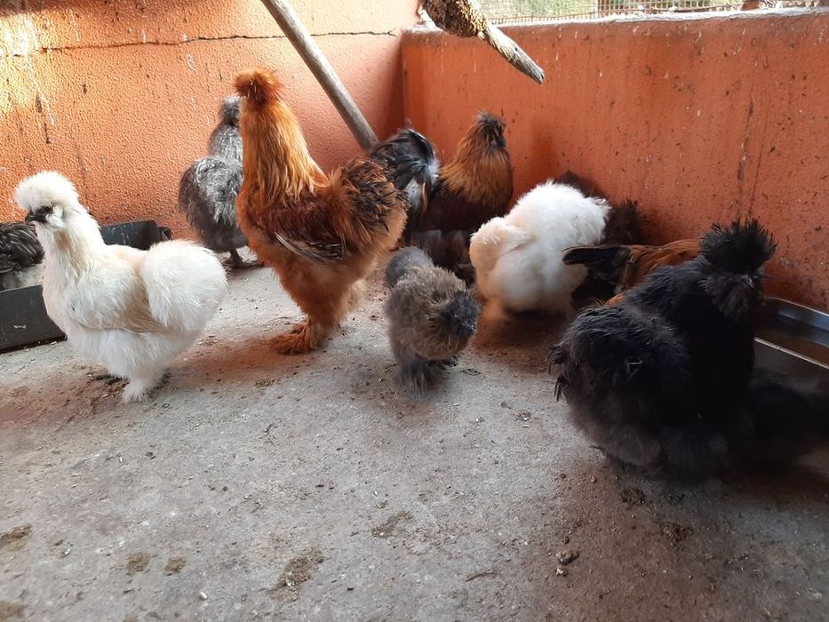 OVOS Galinhas Ornamentais Brahmas Garnizes miniatura