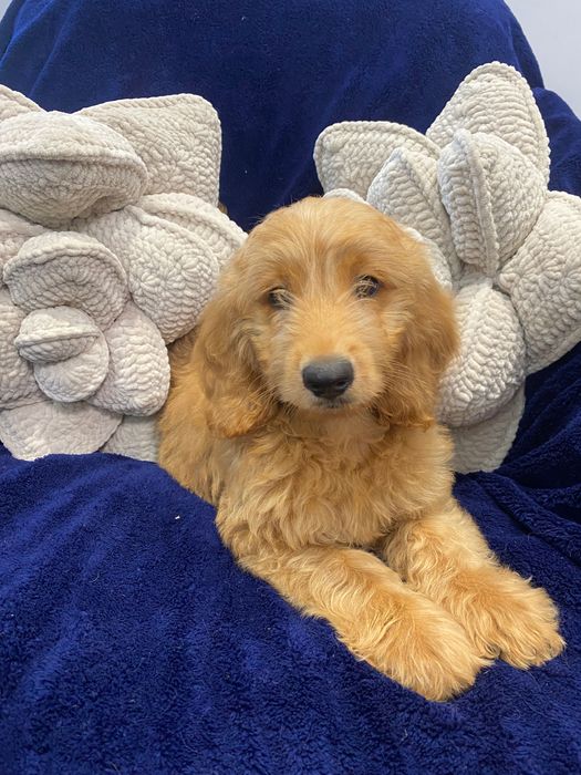 Sprzedam pięknego labradoodle