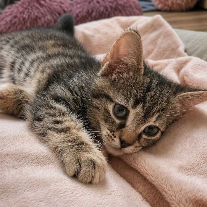 Mrusia 8tyg kociczka do.adopcji