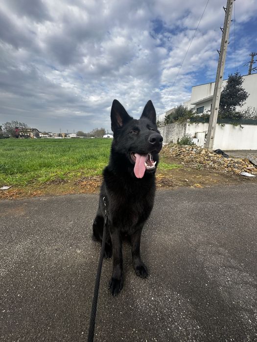 Pastor alemão macho procuro namorada