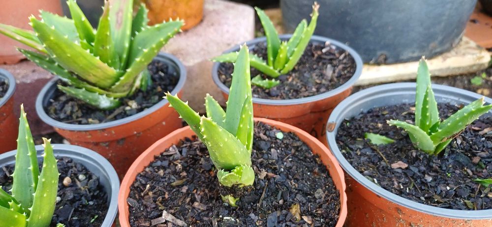 Planta Suculenta em Vaso