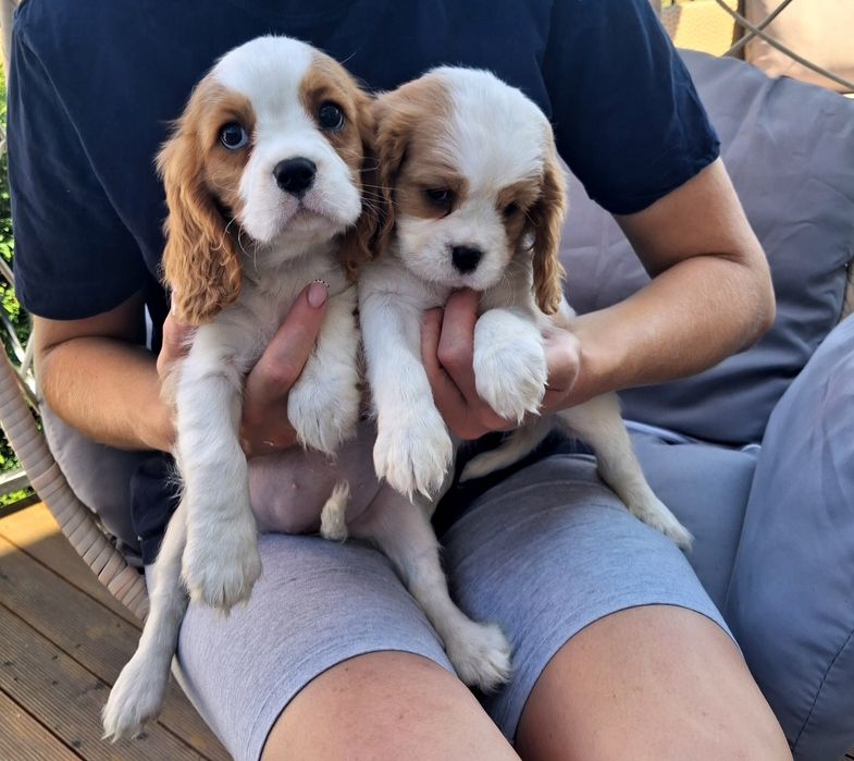 Suczka Cavalier King Charles Spaniel