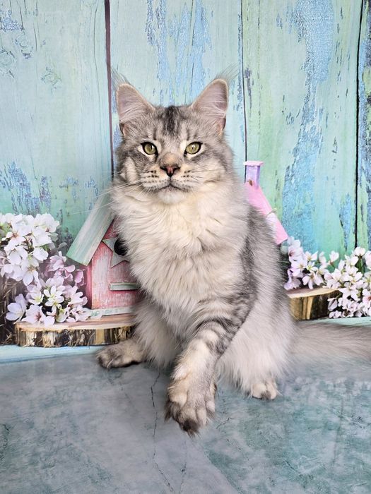 Великолепные мальчики мейн-куна