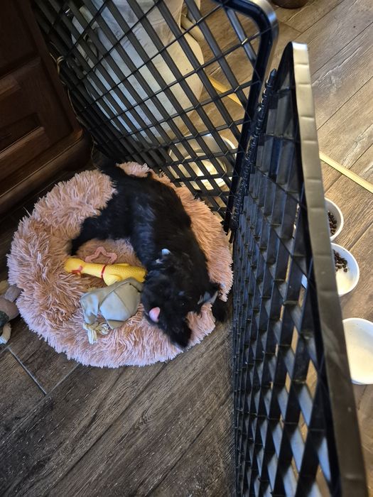 Sprzedam yorka black 8