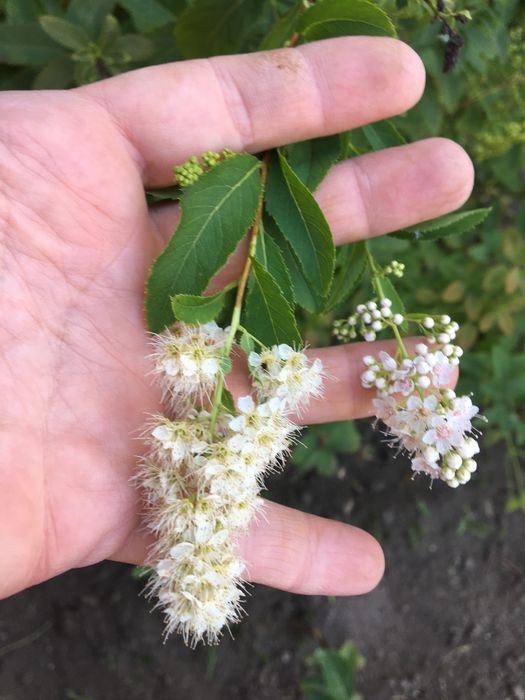 Продам Спіреі різних сортів