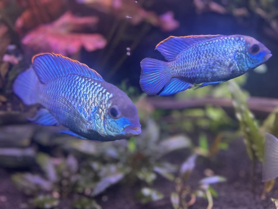 Acaras eletric blue