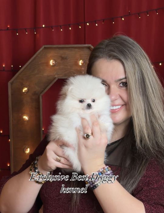 ‼️‼️SUPER VIP померанці Цуценята померанські шпіци. Міні шпіци з докум