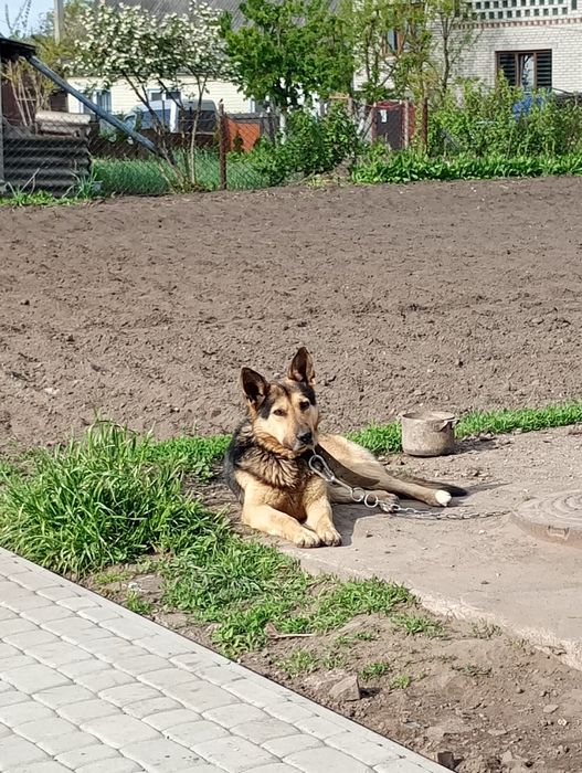 Відаємо песика в добрі руки