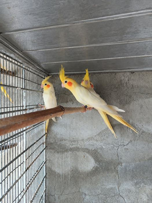 Catturas lutinas