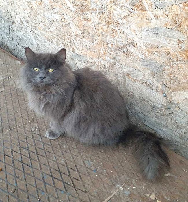 Отдам молодую кошку