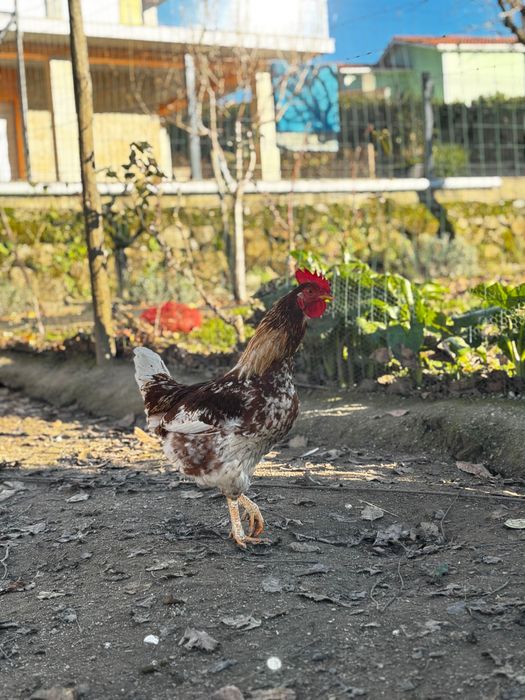 Galo jovem saudável e bonito