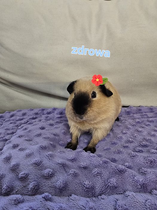 Świnka morska california