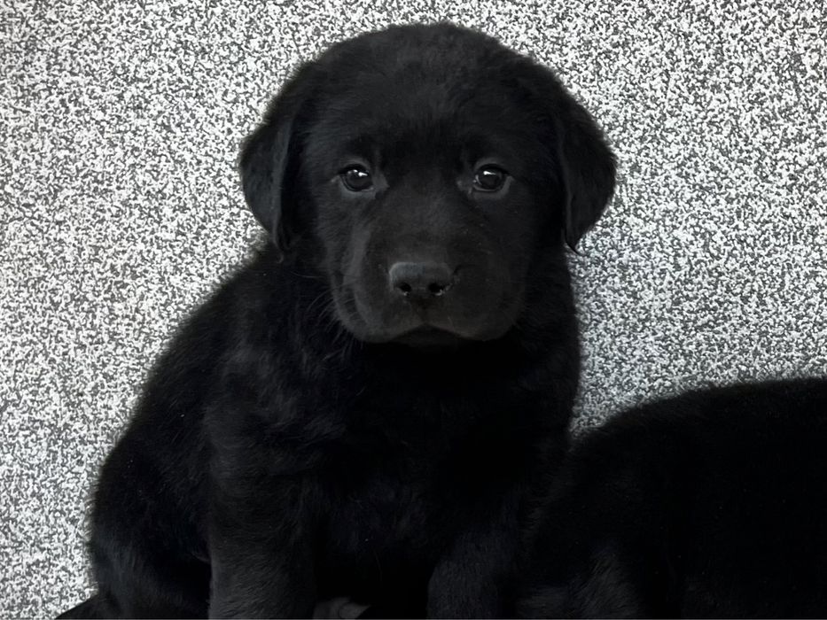 Лабрадор ретрівер найкраща порода