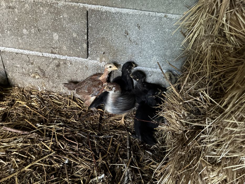 Varios patos e pintos de galinha