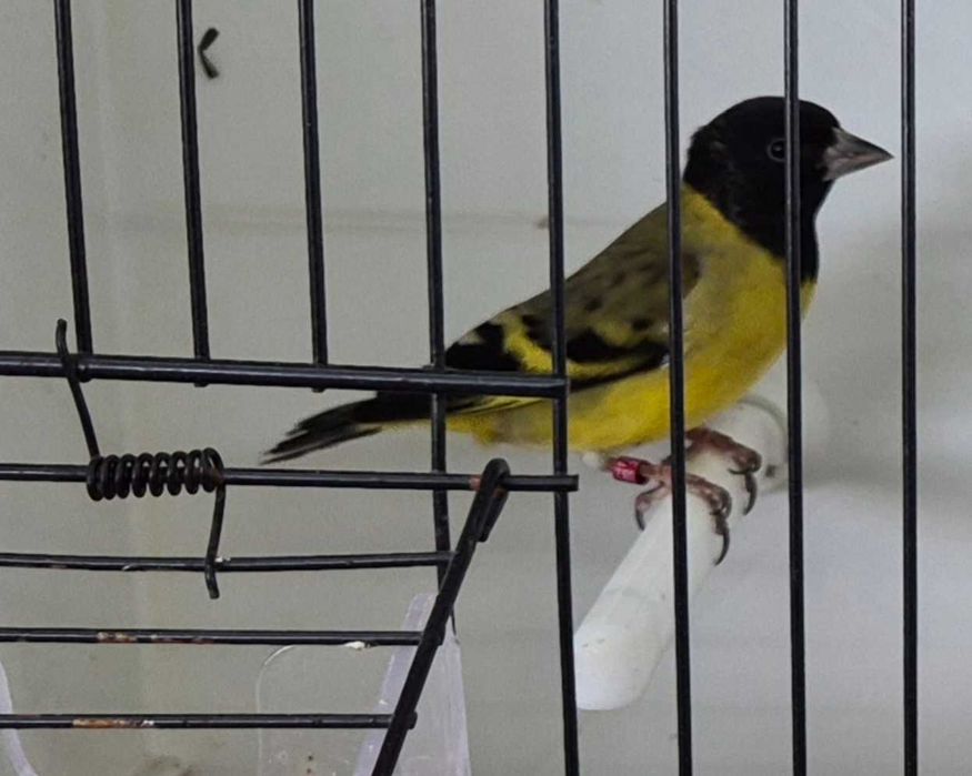 Carduelis Magellanica