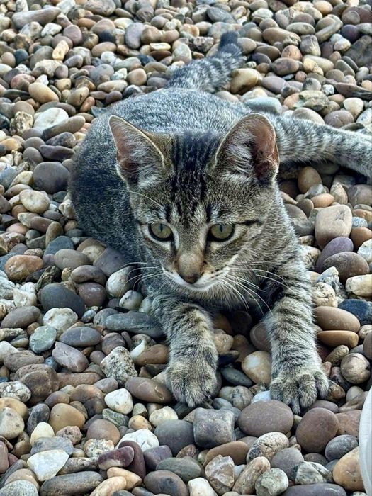 Gatinhos bebés para adoção responsável