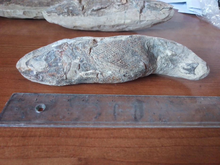 Fóssil Peixe Cretácico