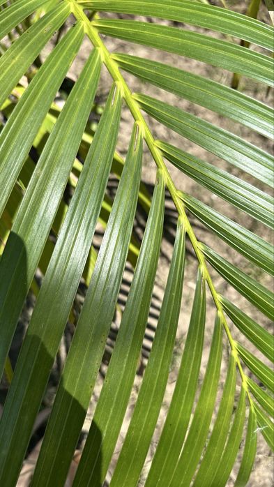 Palmeira Howea fosteriana
