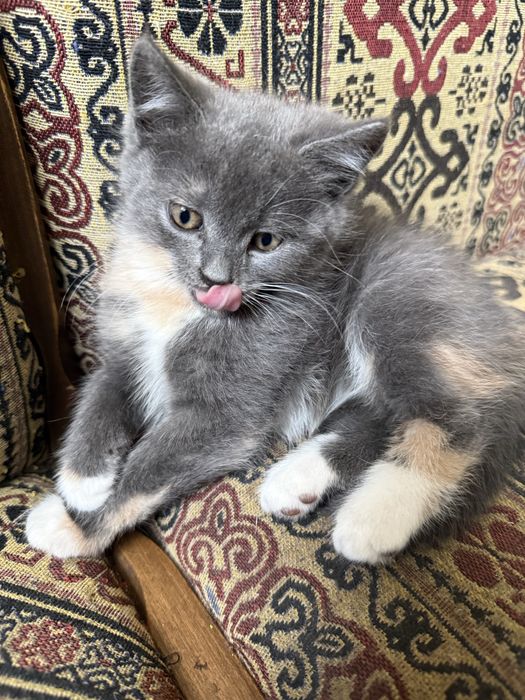 Кошенята шукають родину
