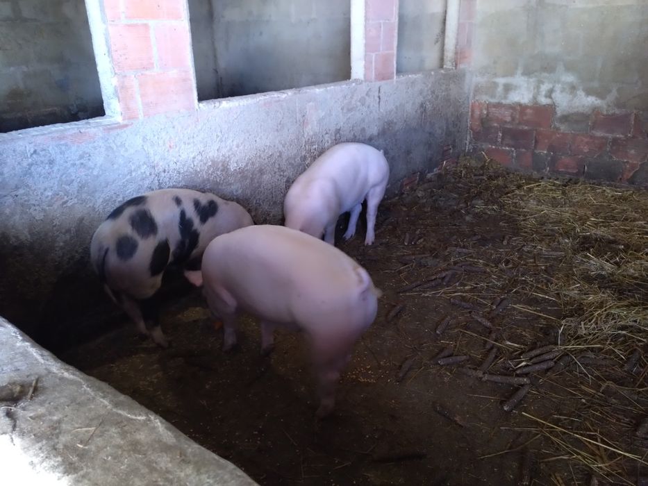 Porcos 70 kg boa qualidade